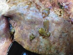 SCOPS and COWS urge use of FECs to manage ongoing liver fluke threat