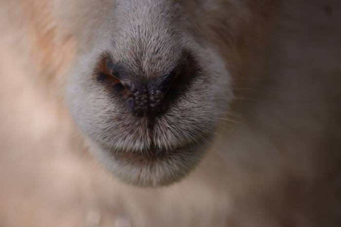 Nasal Bot Flies - Backyard Goats