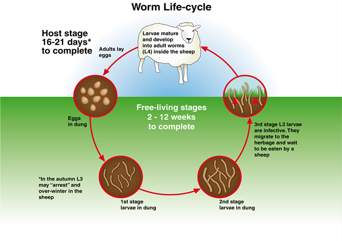 Species And Lifecycles Worms SCOPS